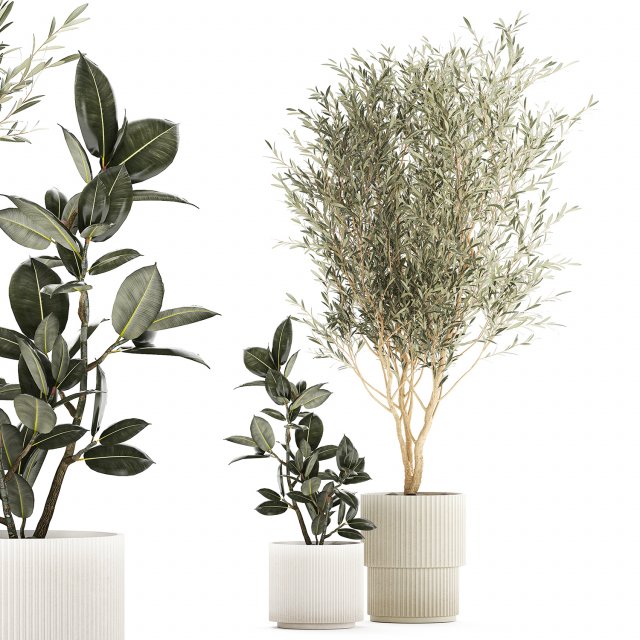 Beautiful Olive tree and Ficus elastica in a flower pot 1234 Model 3D .c4d .max .obj .3ds .fbx .stl .blend 