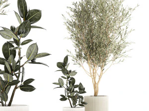 Pohon Zaitun yang indah dan Ficus elastica dalam pot bunga 1234 Model 3D