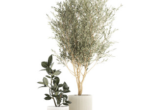 Beautiful Olive tree and Ficus elastica in a flower pot 1234 Model 3D