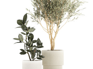 Beautiful Olive tree and Ficus elastica in a flower pot 1234 Model 3D