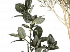 Beautiful Olive tree and Ficus elastica in a flower pot 1234 Model 3D