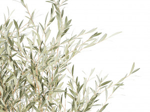 Beautiful Olive tree and Ficus elastica in a flower pot 1234 Model 3D