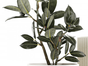 Beautiful Olive tree and Ficus elastica in a flower pot 1234 Model 3D