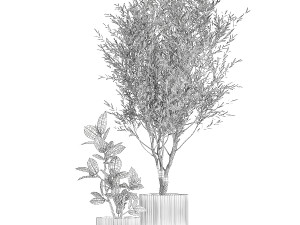 Beautiful Olive tree and Ficus elastica in a flower pot 1234 Model 3D