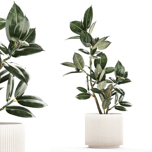 Beautiful Ficus Elastica Tree In A Flower Pot 1235 3D 模型 .c4d .max .obj .3ds .fbx .stl .blend 
