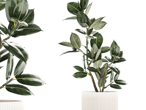Beautiful Ficus Elastica Tree In A Flower Pot 1235 Modèle 3D