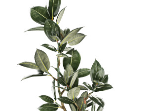 Beautiful Ficus Elastica Tree In A Flower Pot 1235 3D 模型