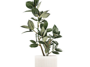Beautiful Ficus Elastica Tree In A Flower Pot 1235 3D 模型