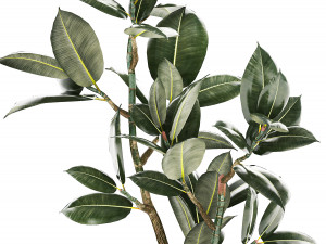 Beautiful Ficus Elastica Tree In A Flower Pot 1235 3D 模型