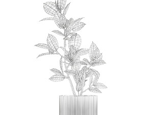 Beautiful Ficus Elastica Tree In A Flower Pot 1235 3D 模型