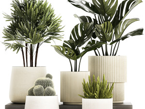Set Of Potted Plants Monstera Cactus Palm 1236 Modèle 3D