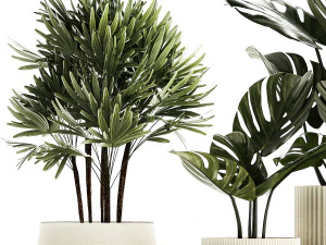 Set Of Potted Plants Monstera Cactus Palm 1236 3D Model