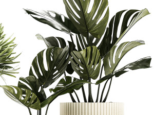 Set Of Potted Plants Monstera Cactus Palm 1236 Modelo 3D