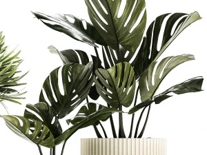 Set Of Potted Plants Monstera Cactus Palm 1236 3D Model