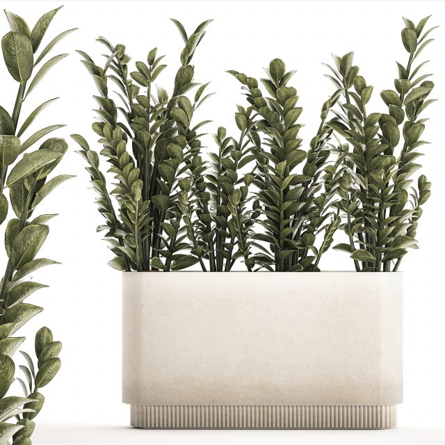 Decorative bush Zamioculcas in a flower pot 1237 3D 모델 .c4d .max .obj .3ds .fbx .stl .blend