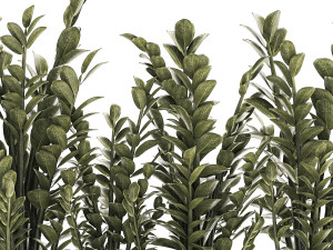 Decorative bush Zamioculcas in a flower pot 1237 3D 모델