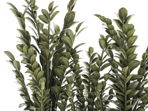 Decorative bush Zamioculcas in a flower pot 1237 3D 모델