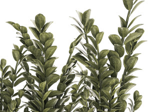 Decorative bush Zamioculcas in a flower pot 1237 3D 모델