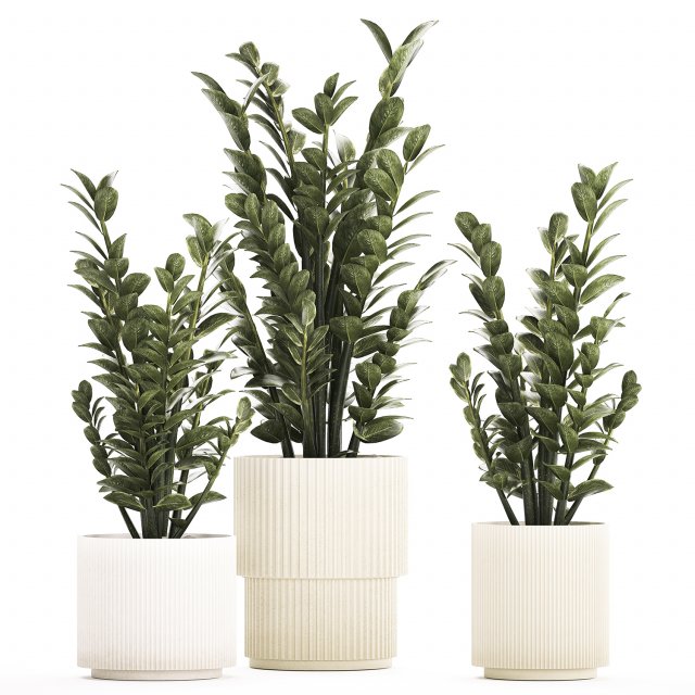 Beautiful Zamioculcas Plants In Flowerpots 1239 3D मॉडल .c4d .max .obj .3ds .fbx .stl .blend 