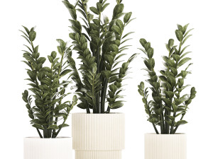 Beautiful Zamioculcas Plants In Flowerpots 1239 3D Model