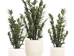 Lindas plantas de Zamioculcas em vasos 1239 Modelo 3D