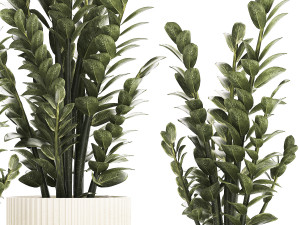 Beautiful Zamioculcas Plants In Flowerpots 1239 3D मॉडल