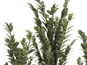 Beautiful Zamioculcas Plants In Flowerpots 1239 3D मॉडल