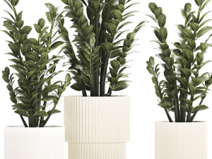 Beautiful Zamioculcas Plants In Flowerpots 1239 3D मॉडल