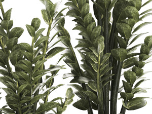 Beautiful Zamioculcas Plants In Flowerpots 1239 3D मॉडल