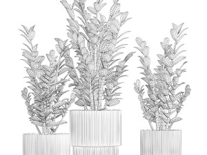 Beautiful Zamioculcas Plants In Flowerpots 1239 3D मॉडल