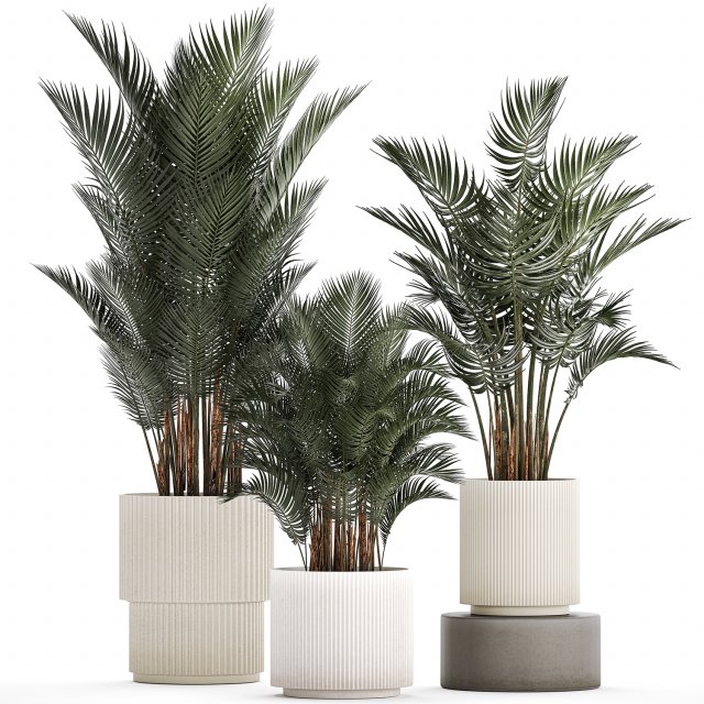 Beautiful Howea Forsteriana Palms In Flowerpots 1240 3D Model .c4d .max .obj .3ds .fbx .stl .blend 