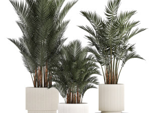 Beautiful Howea Forsteriana Palms In Flowerpots 1240 3D Model
