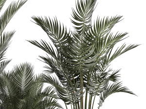 Beautiful Howea Forsteriana Palms In Flowerpots 1240 3D Model