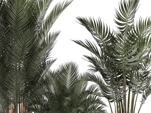 Beautiful Howea Forsteriana Palms In Flowerpots 1240 3D Model