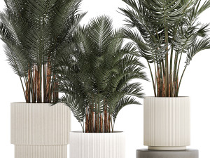 Beautiful Howea Forsteriana Palms In Flowerpots 1240 3D Model