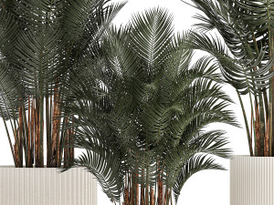 Beautiful Howea Forsteriana Palms In Flowerpots 1240 3D Model