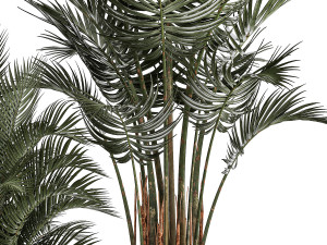 Beautiful Howea Forsteriana Palms In Flowerpots 1240 3D Model