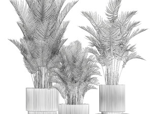 Beautiful Howea Forsteriana Palms In Flowerpots 1240 3D Model