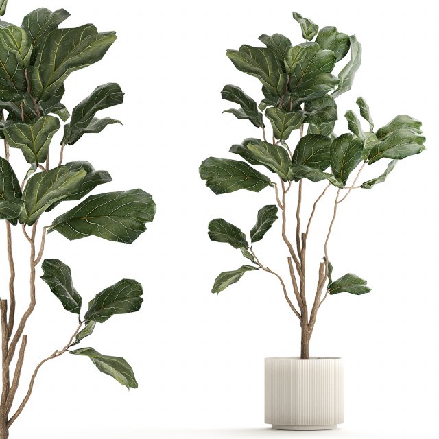 Decorative Tree Ficus Lyrata In A Flower Pot 1241 Modelo 3D .c4d .max .obj .3ds .fbx .stl .blend 