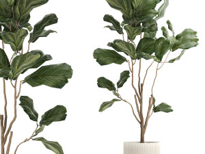 Decorative Tree Ficus Lyrata In A Flower Pot 1241 3D Model