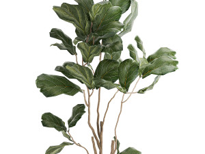 Decorative Tree Ficus Lyrata In A Flower Pot 1241 Modelo 3D