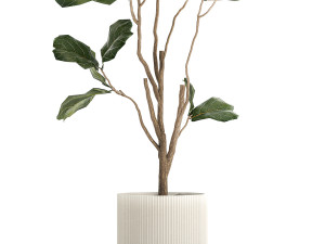 Decorative Tree Ficus Lyrata In A Flower Pot 1241 Modelo 3D
