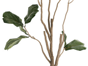 Decorative Tree Ficus Lyrata In A Flower Pot 1241 Modelo 3D