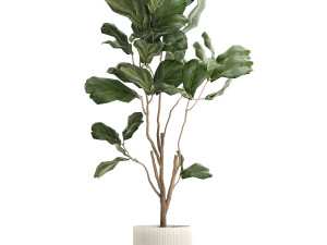 Decorative Tree Ficus Lyrata In A Flower Pot 1241 Modelo 3D