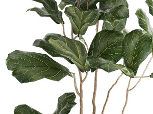 Decorative Tree Ficus Lyrata In A Flower Pot 1241 Modelo 3D