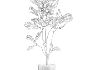 Decorative Tree Ficus Lyrata In A Flower Pot 1241 Modelo 3D
