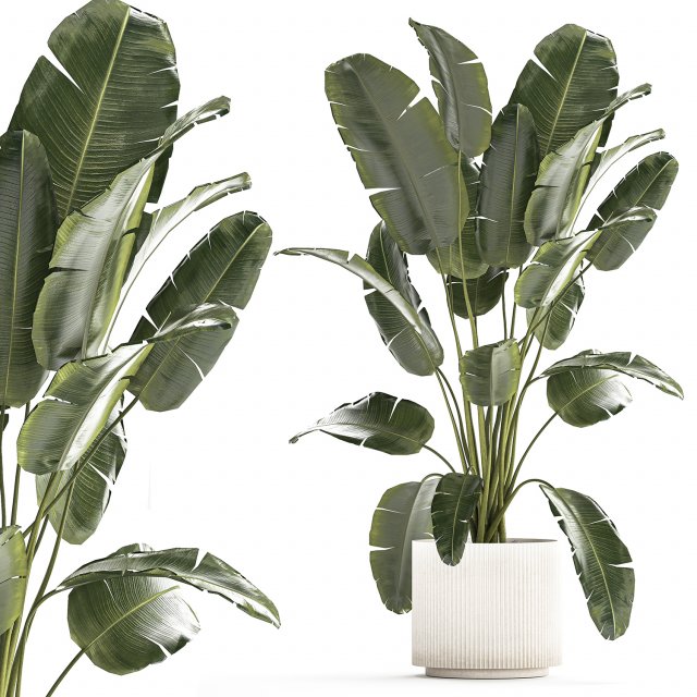 Beautiful Strelitzia banana palm in a flower pot 1242 3D Model .c4d .max .obj .3ds .fbx .stl .blend 