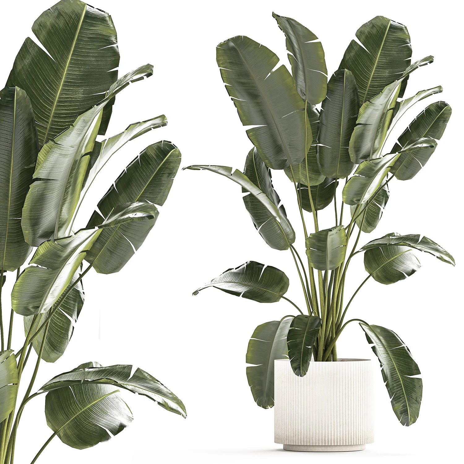 Beautiful Strelitzia banana palm in a flower pot 1242 3D Model .c4d .max .obj .3ds .fbx .stl .blend 