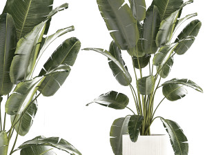Beautiful Strelitzia banana palm in a flower pot 1242 3D Model