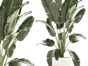 Beautiful Strelitzia banana palm in a flower pot 1242 Modelo 3D